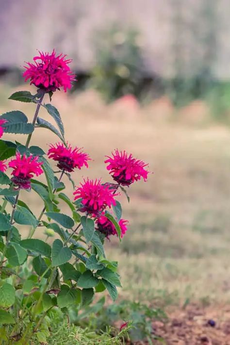 The striking blooms and aromatic foliage of bee balm make it a standout in any garden. In this article, we explore how to grow and care for bee balm effectively. Discover tips on planting, soil preparation, watering, and ongoing care to ensure your bee balm thrives and adds a splash of color to your outdoor space. Scarlett Bee Balm, Beebalm Flowers, Bee Balm Plant, Butterflies And Hummingbirds, Giant Sunflower, Starting Seeds Indoors, Fall Care, Flower Guide, Bee Balm