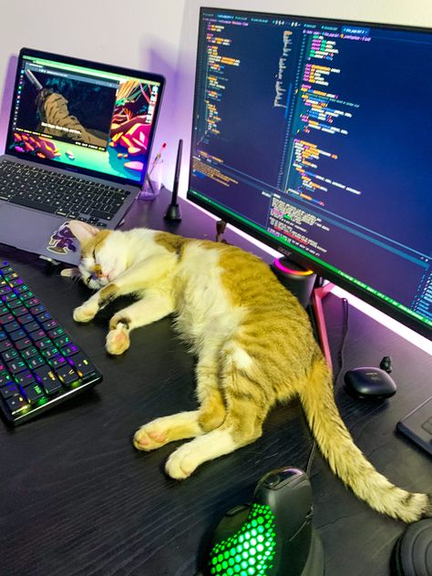 Cat, desk, programming Programmer Girl Aesthetic, Computer Science Girl, Programmer Aesthetic, Programming Aesthetic, Programmer Girl, Coding Aesthetic, Coder Girl, Game Programmer, Computer Science Major