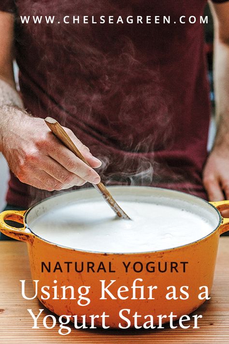 Yogurt-making is having a moment: From thick and creamy Aussie styles to the tart and tangy Greek version there are myriad approaches to the perfecting the art of the craft. Dairy aficionado David Asher takes an unconventional route by using kefir as a starter. The technique is simple and the end result is guaranteed to delight the tastebuds far more than the grocery store product sitting in the fridge. Milk Kefir Recipes, Yogurt Starter, Kefir Starter, Yogurt Recipes Healthy, Cheese Sauces, Yogurt Making, Kefir Yogurt, Homemade Kombucha, Cultured Butter