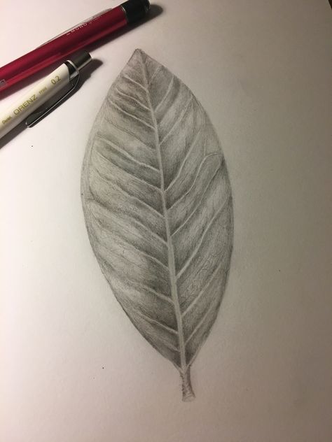 3d Leaves Drawing, Leaf Texture Drawing, Leaf Sketch Pencil, Leaf Pencil Drawing, Flowers Sketching, Tone Drawing, Leaf Sketch, Maple Leaf Art, Leaves Sketch