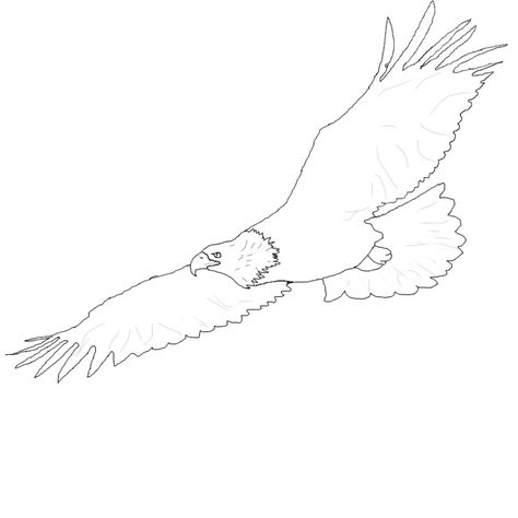 Flying Eagle Drawing, Eagle Drawing Easy, Flight Drawing, Eagle Outline, Eagle Sketch, Fly Drawing, Eagle Drawing, Flying Eagle, Drawing Clipart