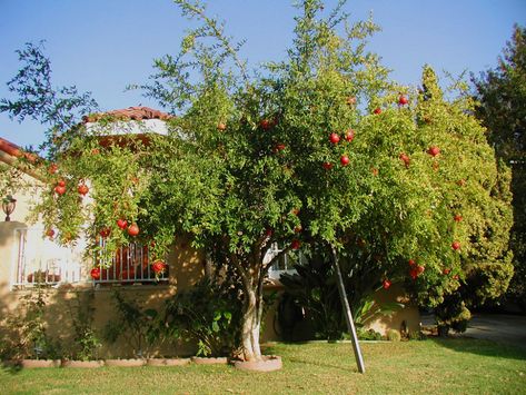 Pomegranate Tree | Front yard in my ... Pomegranate Tree Landscaping, Pomegranate Tree Aesthetic, Pomagranet Tree, Pomegranate Garden, Pomegranate Plant, Patio Fruit Trees, White Mansion, Small House Garden, Companion Planting Vegetables