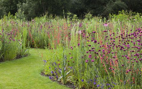 Meadow Planting, Prairie Planting, Prairie Garden, Simple Garden, Wild Flower Meadow, Future Garden, Meadow Garden, Wild Garden, Small Backyard Gardens