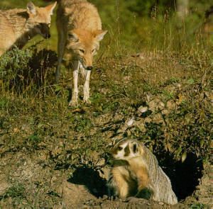 Badgers will sometimes form a mutually beneficial relationship with coyotes. Because coyotes are not very effective at digging rodents out of their burrows, they will chase the animals while they are above ground. Badgers, in contrast, are not fast runners, but are well adapted to digging. When hunting together, the two animals effectively leave little escape for prey in the area. Two Animals, Coyote Hunting, Deer Hunting Blinds, Pheasant Hunting, Bowfishing, Deer Stand, Hunting Blinds, Elk Hunting, Red Wolf