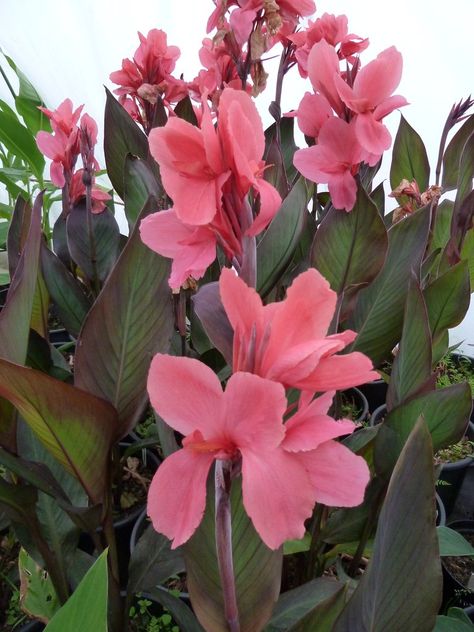 Canna 'Shenandoah' Height: Medium  Foliage: Pale bronze  Flower: Shocking pink  This is an old variety, and one of the most spectacular of the pink varieties.. Canna Lily Garden, Canna Lilly, Canna Flower, Canna Lilies, Canna Lily, Lily Bulbs, Gardening Flowers, Shocking Pink, Garden Plans