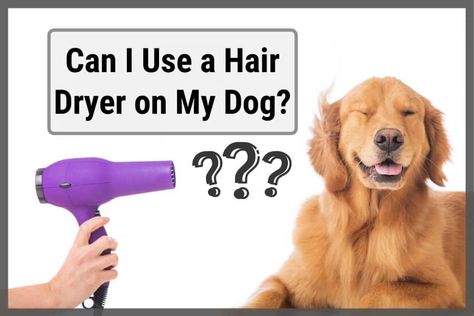 Can I Use a Hair Dryer on My Dog? read before you do. – Sir Doggie Cleaning Dog Hair House, Dog Blow Dryer, Bounce Dryer Sheets For Pet Hair, How To Use Dog Clippers, Dog Dryer, Dog Hair Dryer, Pet Hair Dryer, Dyson Hair Dryer, Hair Diffuser