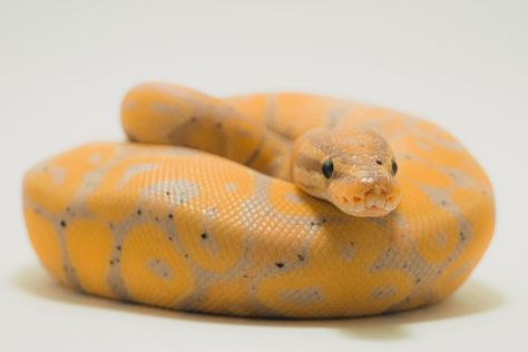 Banana Ball Python, Python Royal, Ball Python Care, Baby Ball Python, Python Regius, Types Of Snake, Expensive Art, Ball Python Morphs, Ball Pythons