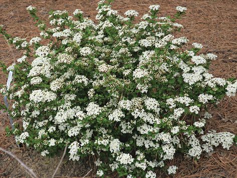 Small Flowering Shrubs, Flowering Shrubs Full Sun, Foundation Plants, Shrubs For Borders, White Flowering Shrubs, Shrubs For Landscaping, Full Sun Shrubs, Low Growing Shrubs, Big Leaf Hydrangea