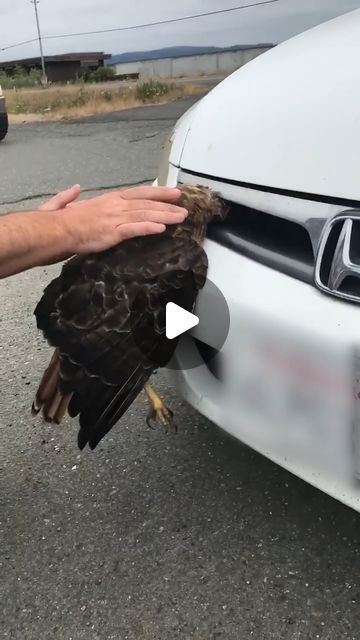 The Pet Collective on Instagram: "What an amazing and quick rescue! ✈️🪶🦸  . . . (Via - Ryan J.)  . . . #Hawk #Birds #BirdsOfInstagram #Wildlife #BirdRescue #AnimalRescue #AmazingAnimals #BirdLove" Wildlife Rescue, Rescuing Animals, Pet Rescue, Bird Videos, Rescue Animals, Funny Bird Pictures, Animal Rescue Stories, Animal Attack, Bird Gif