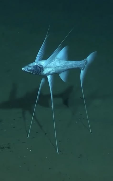 Translucent Sea Creatures, Deep Sea Creatures Photography, Interesting Sea Creatures, Unique Sea Animals, Strange Sea Creatures, Unusual Fish, Phantom Jellyfish, Deep Sea Creature, Cool Sea Creatures