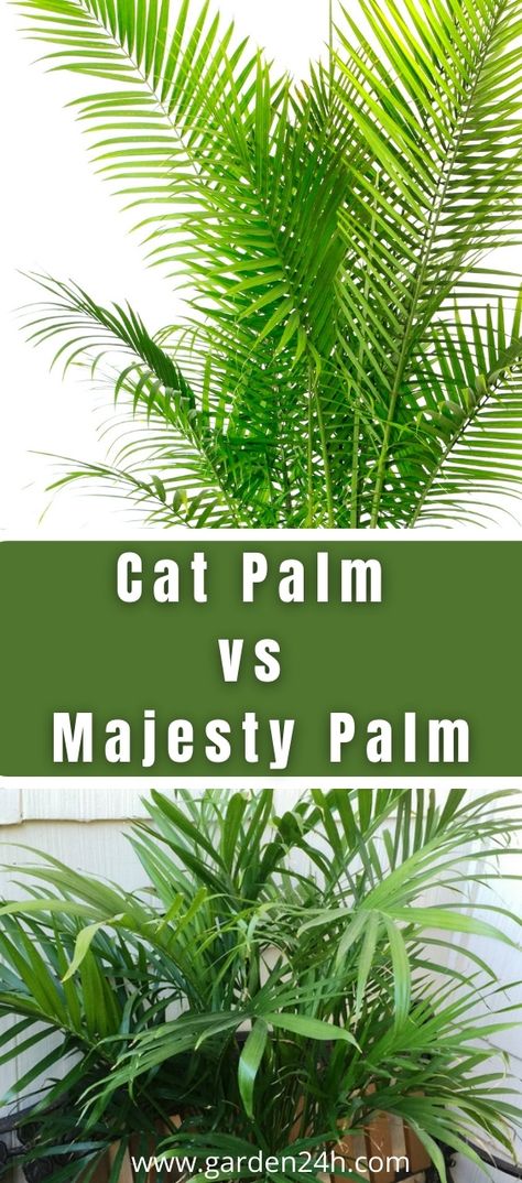 Cat Palm vs Majesty Palm (Key Differences) Cat Palm Outdoor, Cat Palm Indoor, Majesty Palm Care, Cat Palm, Outside Rooms, Indoor Palm Trees, Majesty Palm, Majestic Palm, Indoor Palms