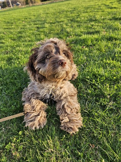 Cockadoodle Puppy, Merle Cavapoo, Merle Cockapoo, Red Cockapoo, Penny Girl, Cockapoo Puppy, 4 Months Old, Cockapoo Puppies, Cute Animals Puppies