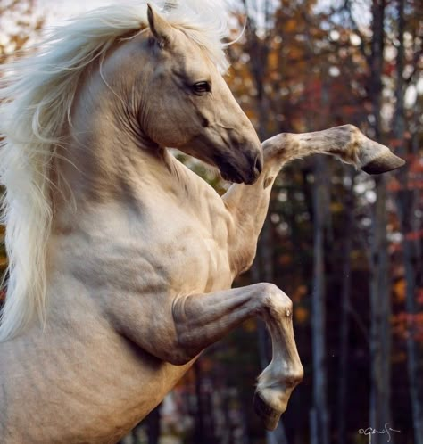 Elise Genest, Hyperrealism Paintings, Horse Rearing, Amazing Horses, Rare Horses, Beautiful Horses Photography, Beautiful Horse Pictures, Palomino Horse, Animals Love