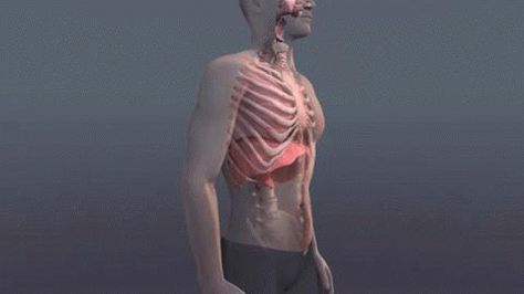 Breathing, vibrations, meditation Breathing Animation, Breathing Gif, Sight Singing, Diaphragmatic Breathing, Singing Tips, Singing Lessons, Medical Anatomy, Deep Breathing Exercises, Haifa