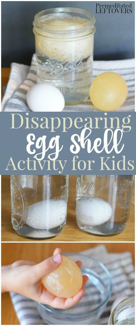 Egg Experiment, Letter E Activities, Egg Experiments, Science Crafts, Science Activity, Kid Experiments, Science Activities For Kids, Fair Projects, Kindergarten Science