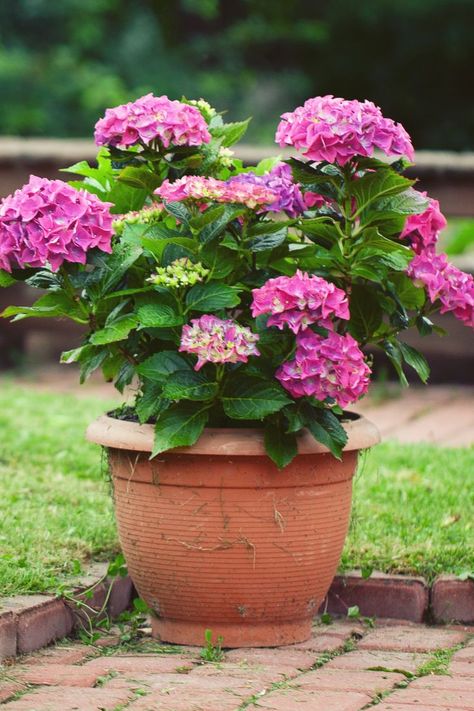 Hydrangea In Pots Planters Front Porches, Easiest Flowers To Grow In Pots, How To Grow Hydrangeas In Pots, Hydrangea In A Pot, How To Care For Hydrangeas In A Pot, Growing Hydrangeas In Pots, How To Plant Flowers In Pots, Hydrangea In Pots Planters, Hydrangea Pot