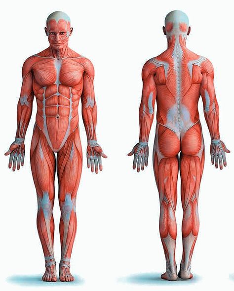 Resumo do Sistema - Músculos e generalidades Human Body Muscles, Muscles Of The Body, Anatomy Muscles, Medical Clip Art, Muscle Diagram, Medical School Life, Brain Anatomy, Human Body Anatomy, Human Anatomy Drawing