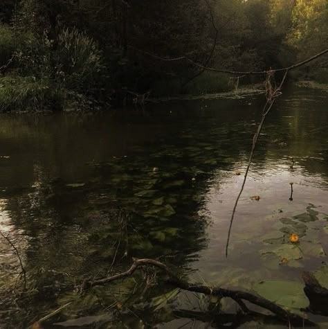 Pretty Swamp Aesthetic, Swamp Landscape Photography, Swamp House Aesthetic, Foggy Swamp Aesthetic, Dark Pond Aesthetic, Bayou Gothic, Dark Swamp Aesthetic, Swamp Green Aesthetic, Swamp Aesthetic Dark