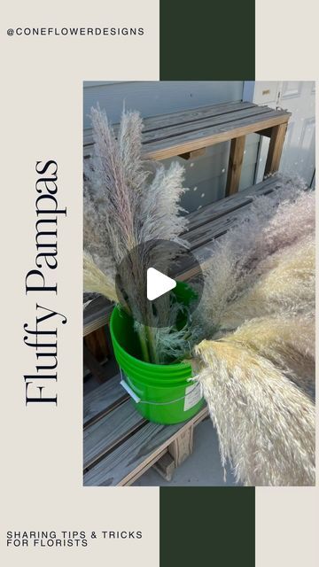 Courtney | Texas Florist on Instagram: "Did you know that pampas grass can be cut fresh vs. it already being dried? 🌾

We love getting pampas grass cut fresh and drying to ourselves! The trick is to leave it exposed in the sun to really get those full fluffy pieces. 

We order a large quantity when we can get it fresh then dry to ourselves so we have a stock pile in the fall of fluffy pieces along with dried skinnier pieces. We mix both together for weddings and events!" Stock Pile, Pampas Grass, In The Fall, Diy Wedding, The Fall, Florist, Did You Know, The Sun, Texas