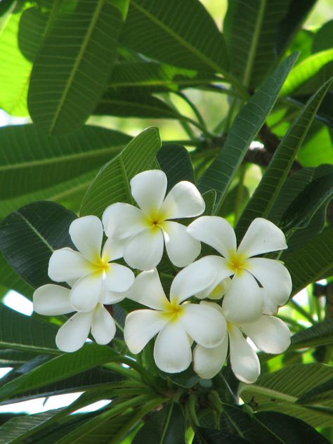 Plumeria obtusa (Singapore Graveyard Flower, Great Frangipanni) → Plant characteristics and more photos at: http://worldoffloweringplants.com/?p=233  "God writes the Gospel not in the Bible alone, but also on trees, and in the flowers and clouds and stars." - Martin Luther Plumeria Obtusa, Backyard Herb Garden, Tropical Pool Landscaping, Small Flowering Plants, Elephant Ear Plant, Tropical Garden Design, Flower Pot Design, Plumeria Flowers, Invasive Plants