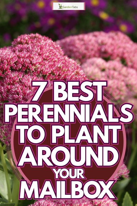 7 Best Perennials to Plant Around Your Mailbox Mailbox Landscaping Perennial, Corner Mailbox Landscaping, Plants For Mailbox Area, Flower Bed Mailbox Ideas, Best Mailbox Flowers, Flowers For Mailbox Area, Around The Mailbox Landscaping, Planting Around Mailbox Front Yards, Side Of House Flower Bed