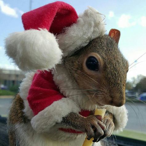 Squirrel Wearing Clothes, Squirrel Pfp, Halloween Squirrel, Animal Drawing Inspiration, Christmas Profile Pictures, Squirrel Christmas, Christmas Squirrel, Squirrel Pictures, Mouse Photos