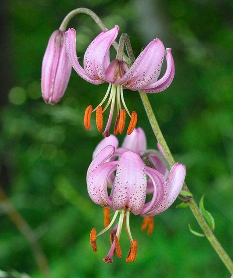 Lilium martagon 1596 Martagon Lilies, Lilium Martagon, Color Inspo, Amazing Flowers, Novelty Christmas, Christmas Ornaments, Holiday Decor, Flowers, Green