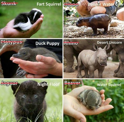 Alternative baby animal names Funny Animal Names, Baby Animal Names, Animal Names, Different Animals, Cute Animal Memes, Funny Animal Quotes, Types Of Animals, Animal Baby, Funny Animal Jokes