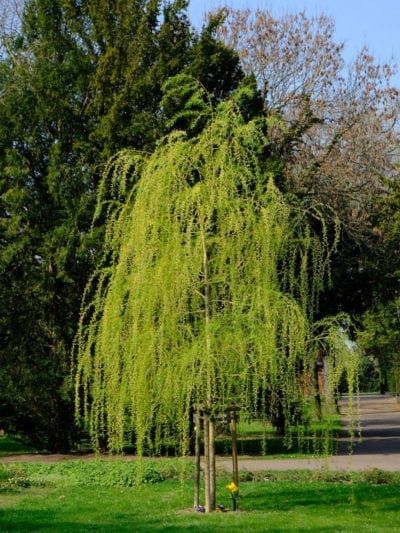 Cactus Leaves, Willow Trees, Weeping Willow Tree, Dappled Willow, Plant Tips, Live Tree, Scientific Name, Fast Growing Trees, Weeping Willow