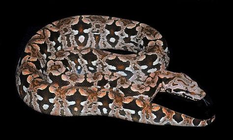 Dumerils Boa- awesome pattern! Boa Enclosure, Cool Snakes, Boa Constrictor, Animal Family, Snake Lovers, Reptile Enclosure, Reptile Snakes, Pet Snake, Beautiful Snakes