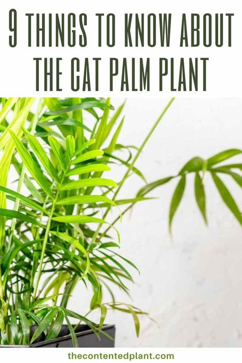 9 things to know about the cat palm plant-pin image Indoor Palm Plants, Palm Plant Care, Cat Palm, Cat Friendly Plants, Indoor Palms, Palm Garden, Cat Plants, Palm Plant, Yard Work