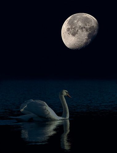 swan, moonlight | Swan by moonlight | Flickr - Photo Sharing! Swan Photos, Swan Drawing, Swan Aesthetic, Swan Wallpaper, Black Swans, Under The Moonlight, Book Story, Yellow Moon, Rainbow Rain