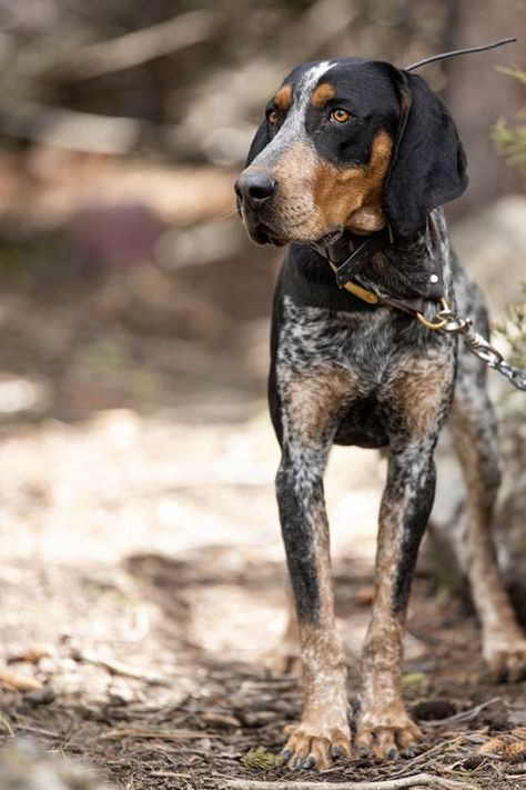 Best Medium Sized Dogs, Medium Sized Dogs Breeds, Loyal Dog Breeds, English Coonhound, Southern United States, Clever Dog, Bluetick Coonhound, Dog Breeds Medium, Weimaraner Dogs