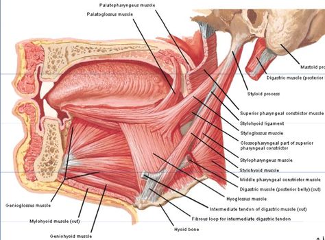 palatoglossus muscle Muscles Of Tongue, Tongue Muscles, Hypoglossal Nerve, Anatomy Head, Sensory Nerves, Soft Palate, Carotid Artery, Tongue Health, Muscle Anatomy