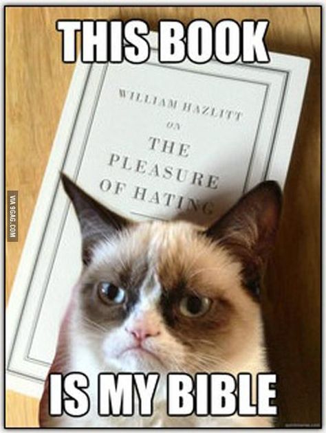 Grump Cat, Grumpy Cat Meme, Grumpy Cat Quotes, Cat Jokes, Cute Animal Memes, Meme Comics, Grumpy Cat Humor, Image Chat, Funny Animal Quotes