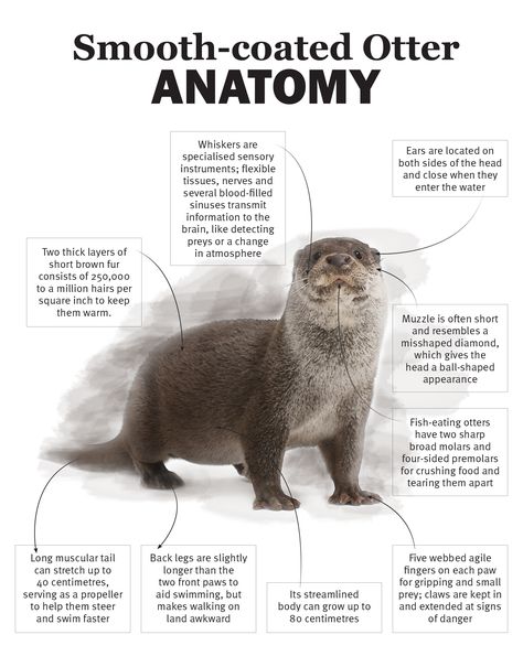 otter anatomy Smooth Coated Otter, Otter Anatomy Drawing, Otter Anatomy, Otter Fursona, Otter Facts, River Otters, Profile Template, Otter Love, Harp Seal