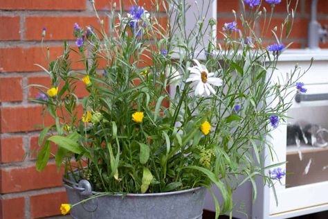 Potted Wildflowers Gardens, Wild Flower Container Garden, Wildflower In Pots, Wildflowers In Planters, Wildflower Container Garden, Wild Flower Planters, Italian Wildflowers, Growing Wildflowers In Pots, Wildflowers In Containers