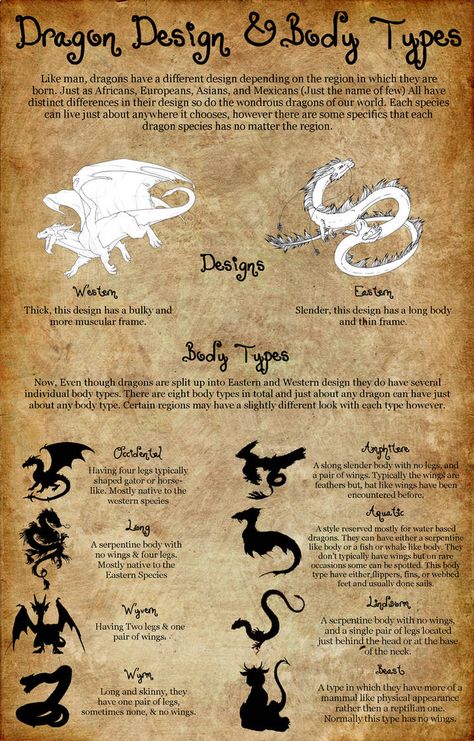 Dragon Body Types, Dragon Types, Dragon Tutorial, Twisted Princesses, Dragon Anatomy, Character Designing, Dragon Designs, Types Of Dragons, Eastern Dragon