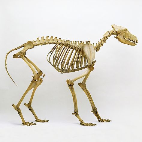 Grey Wolf Skeleton Wolf Skeleton, Canine Skull, Skeleton Photo, Skeletal Structure, Wolf Poses, Animal Skeleton, Dog Skull, Skeleton Anatomy, Wolf Skull