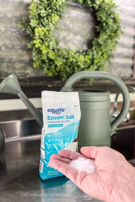 Epsom Salt For Ferns, Watering Hydrangeas, Epsom Salt For Plants, Diy Fertilizer, Epsom Salt Magnesium, Big Leaf Hydrangea, Epson Salt, Miracle Grow, Magnesium Spray