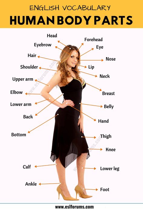 Body Parts: Parts of the Human Body in English with the Picture! - ESL Forums Body In English, Human Body Vocabulary, Body Parts For Kids, Peraturan Kelas, अंग्रेजी व्याकरण, Parts Of Body, Materi Bahasa Inggris, Human Body Facts, Body Human