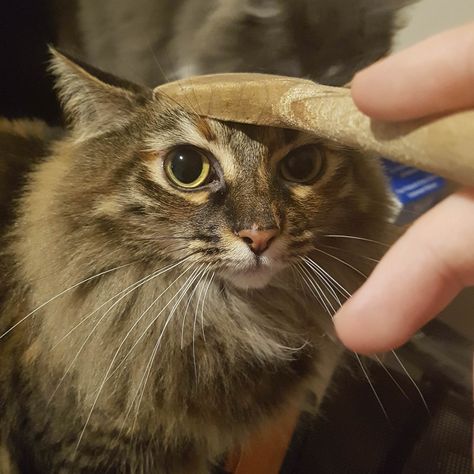 Can I request pictures of your cats with kitchen/household items? Here is my Lily with spoon on head. Cat Spoon, Cat Napping, Great Inspirational Quotes, Inspirational Sayings, Pictures Of You, Beautiful Creatures, Kittens Cutest, Household Items, Cute Cat