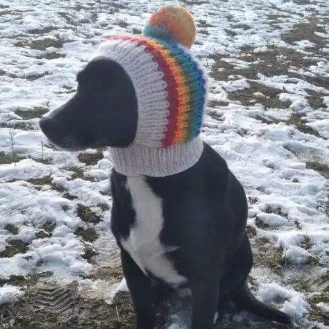 70 Crochet Dog Hat Patterns To Make Your Pet Look Super Cute - Cotton & Cloud Knit Hat For Dog Free Pattern, Crochet Dog Cowl Free Pattern, Crochet Dog Ear Warmer, Dog Crochet Hat Pattern Free, Crocheted Dog Hats, Crochet Hats For Cats Pattern Free, Dog Snood Crochet Pattern Free, Crochet Dog Scarf Free Pattern, Dog Hat Crochet Pattern Free