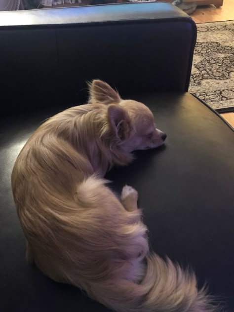 Long hair chihuahua Chiuaua Dog, Blonde Chihuahua, Long Hair Chihuahua Puppies, Long Haired Chihuahua Puppies, Long Coat Chihuahua, Dog Hair Dye, Long Hair Chihuahua, Dog Dye, Chihuahua Mom