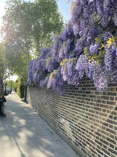 the beautiful wisteria blooms against a brick wal Wisteria Flowers, Victorian Wall, Stone Wall, Wisteria, House Inspo, Brick Wall, Victorian Fashion, Stone, Plants