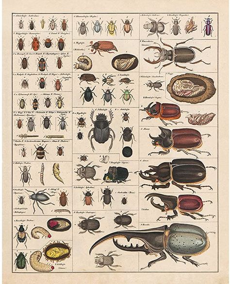 Insect Identification, Beetle Illustration, Types Of Bugs, Insect Species, Moth Print, Insect Print, Insect Collection, Insect Art, Arthropods