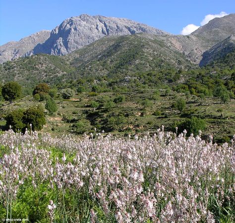 A field of wild asphodels in Crete Fields Of Asphodel, Asphodel Aesthetic, Asphodel Fields, Pluto God, King Hades, Children Of The Sea, Worlds Within Worlds, The Red Book, Robert Graves