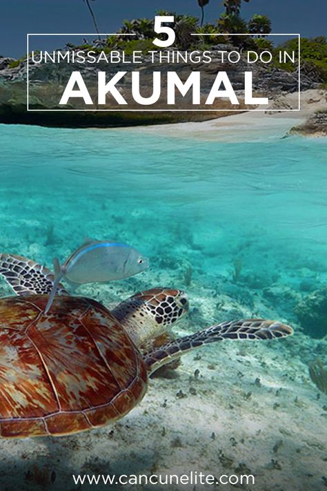 Akumal, what to do in this little corner of the Riviera Maya Akumal Mexico Things To Do, Secrets Akumal Riviera Maya, Akumal Beach, Akumal Mexico, The Turtles, Calm Waters, Vacation Vibes, Mexico Vacation, Calm Water