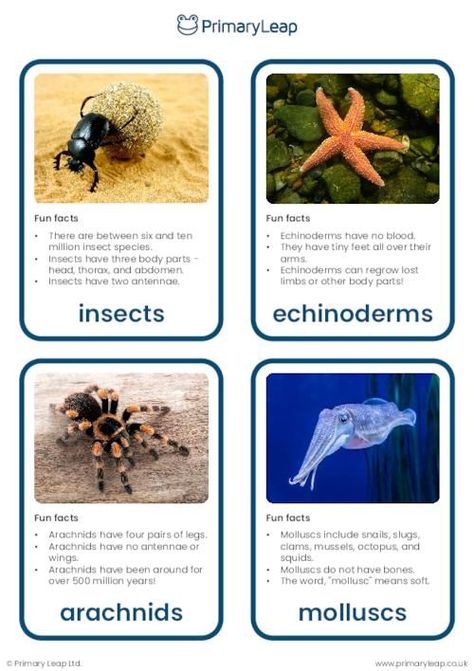 This set of flashcards includes colourful photographs of an insect, echinoderm, arachnid, mollusc, crustacean, and annelid. Each flashcard also includes some fun facts for children to learn about different species of invertebrates! Invertebrates Activities For Kids, Invertebrates Classification, Zoology Project, Invertebrates Animals, Annelid, Biology Lab, Artwork For Kids, Vertebrates And Invertebrates, Creative Worksheets