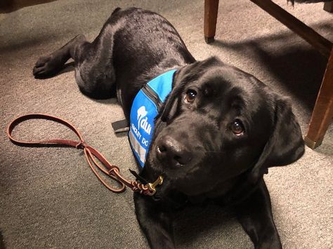 Black Lab Service Dog, Labrador Service Dog, Lab Service Dog, Dog Fursona, Black Retriever, Dog Training School, Black Labs Dogs, Service Dogs Gear, Office Dog